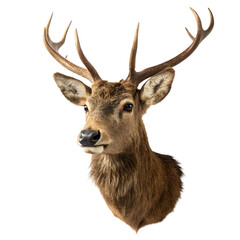 Deer head taxidermy, transparent background, front view isolated
