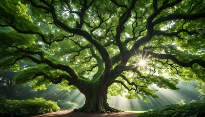 Majestic Ancient Tree Bathed in Sunlight