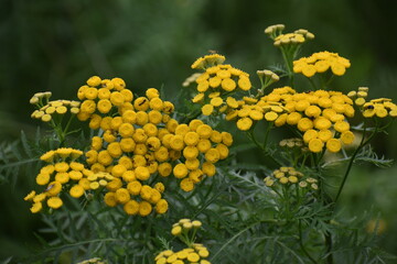 Flower Yellow-27