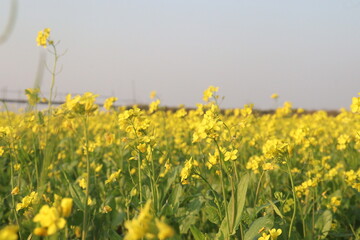 Fototapeta premium mustard farm on field for harvest are cash crops