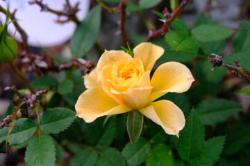 Yellow rose in garden