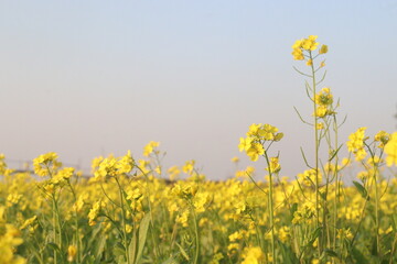 Obraz premium mustard farm on field for harvest are cash crops