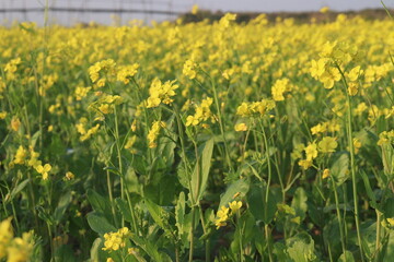 mustard farm on field for harvest are cash crops