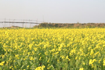 mustard farm on field for harvest are cash crops