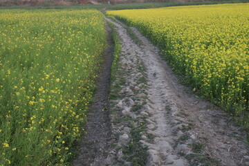 mustard farm on field for harvest are cash crops