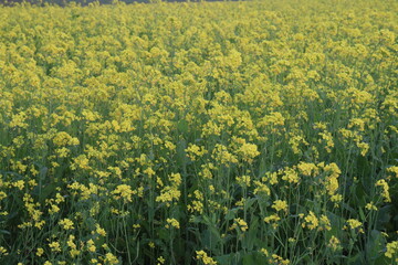 mustard farm on field for harvest are cash crops