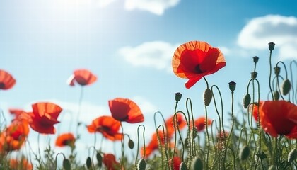 Vibrant Red Poppy Flowers in a Field Under Bright Blue Sky with Fluffy Clouds and Gentle Sunlight Streaming Through the Scene