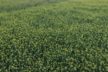 mustard farm on field for harvest are cash crops