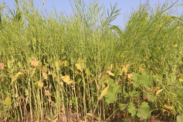 mustard farm on field for harvest are cash crops