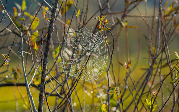 Dew on spider webs at rise of dawn - Powered by Adobe
