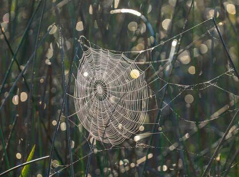 Dew on spider webs at rise of dawn