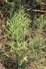mustard farm on field for harvest are cash crops