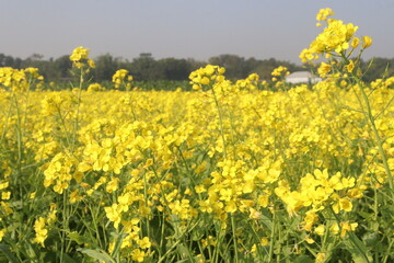 mustard farm on field for harvest are cash crops