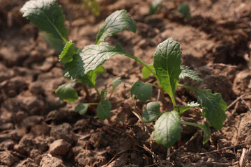 mustard farm on field for harvest are cash crops