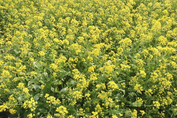 mustard farm on field for harvest are cash crops