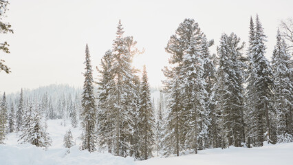Sunlit Snowy Forest with Tall Pines