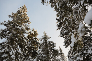 Snowy Pine Trees Against Clear Winter Sky