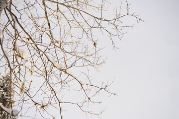 Bare Winter Branches with Snow and Sky