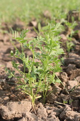 lentils farm for harvest are cash crops