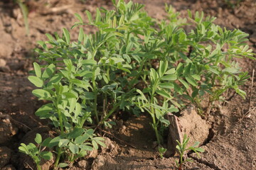lentils farm for harvest are cash crops
