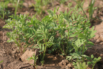 lentils farm for harvest are cash crops