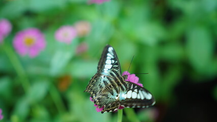 A Scientific Enigma: Unanswered Questions about the Parthenos sylvia