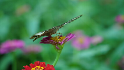 A Birdwatcher's Dream: Spotting the Elusive Parthenos sylvia