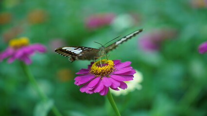 A Social Creature: The Parthenos sylvia and its Flocks