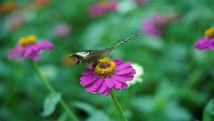 A Delicate Balance: The Parthenos sylvia and its Role in the Ecosystem