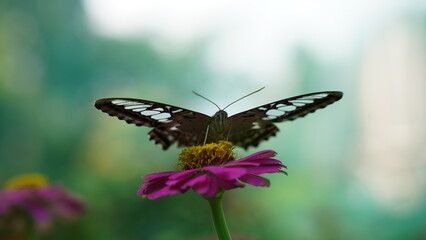 A Brushstroke of Nature: The Artistic Patterns of the Parthenos sylvia