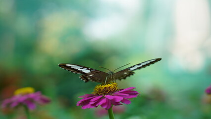 A Forest Dweller: The Parthenos sylvia and its Habitat