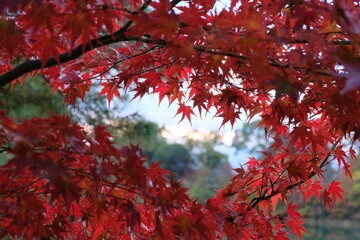 Red maple leaves