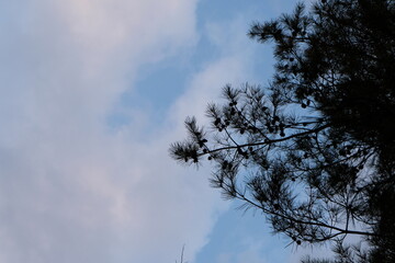 The pine and clouds in the sky