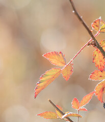 red autumn blackberry leaves