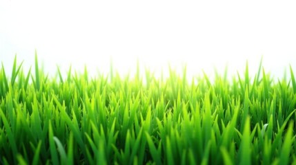 Obraz premium Vibrant Green Blades of Grass Illuminated by Sunlight, a Close-Up View of Nature's Lush Greenery