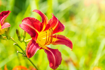 Close up of a single orange day lily, Hemerocallis fulva, in full bloom.
