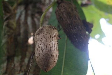 Dioscorea bulbifera plant on farm