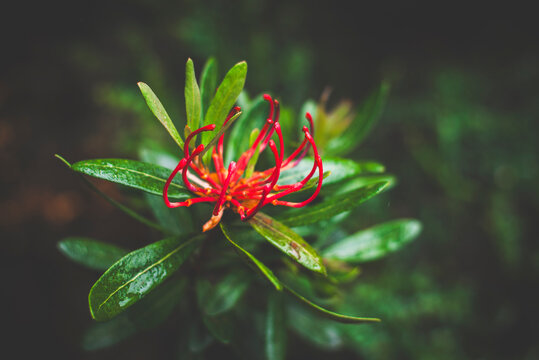 Wild Telopea Truncata, Tasmania
