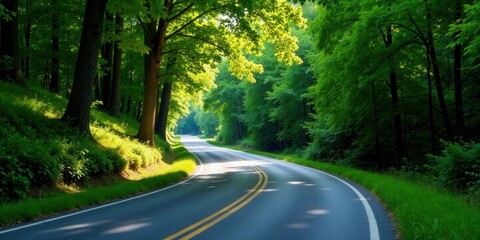 Serene Winding Road Through Lush Green Canopy of Trees on a Sunny Day