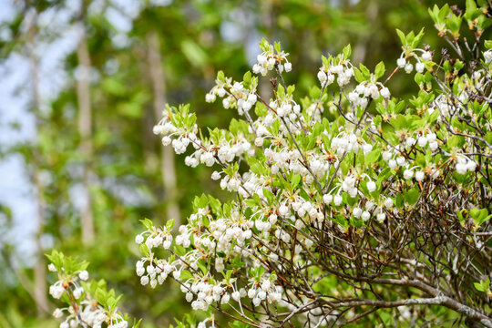 ドウダンツツジ