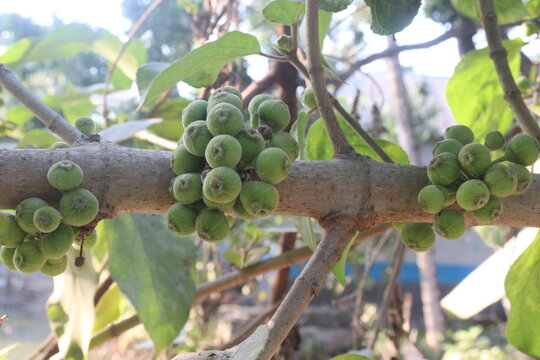 Ficus nota on tree in jungle