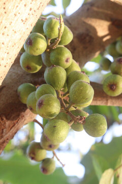 Ficus nota on tree in jungle