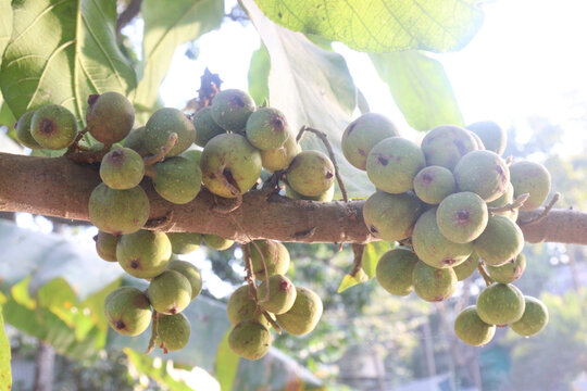 Ficus nota on tree in jungle