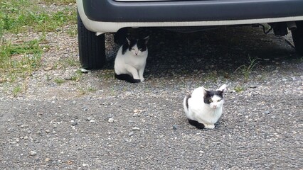 野良猫