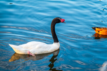 The black-necked swan, Cygnus melancoryphus, is a swan that is the largest waterfowl native to South America. The body plumage is white with a black neck and head and greyish bill