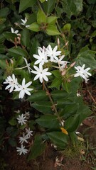 white small Jasmine flowers in nature background. Macro Photography nature concepts with jasmine flower. The Jasmine Plant: A Genus of Shrubs and Vines in the Olive Family Exploring Jasmine Native