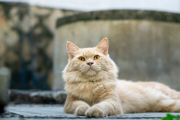 A majestic ginger cat lounges outdoors, displaying its luxurious fur and bright amber eyes. Its calm yet regal demeanor exudes confidence and charm in a natural urban setting.