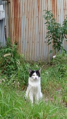 野良猫