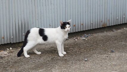 野良猫