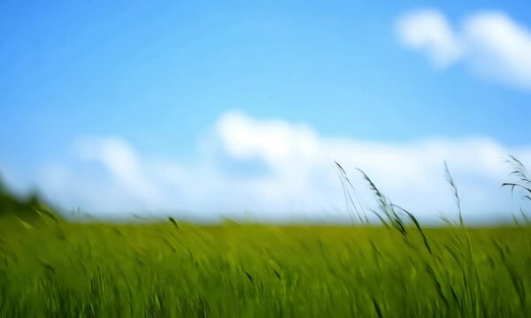 green grass and blue sky